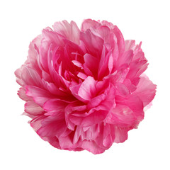 Pink peony flower isolated on white background.