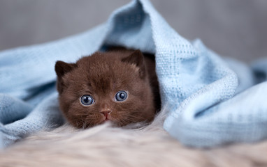 Süße Babykatze in chocolate unter einer Decke in blau