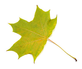 autumn natural maple leaf green yellow isolated on white background