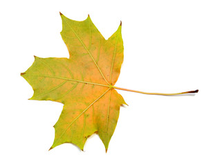 autumn natural maple leaf green yellow isolated on white background