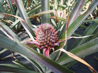 Closeup of a growing pineapple