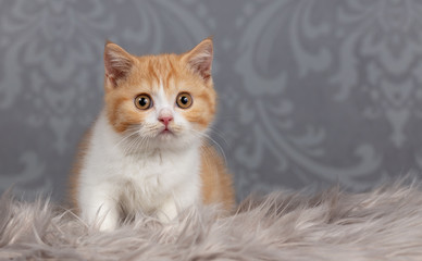 Bildschönes und verschmustes Katzenbaby _ BKH Kitten