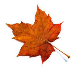 autumn natural maple leaf red orange isolated on white background