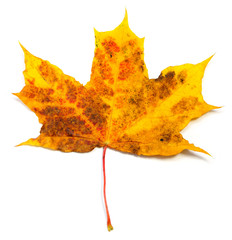 autumn natural maple leaf yellow red orange brown spots isolated on white background