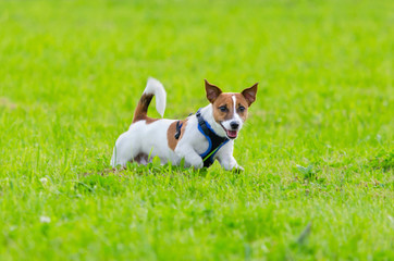 Jack Russell Terrier. Young energetic dog is walking and playing with its owner. How to protect your dog from overheating. Dog training. 