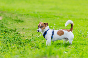 Jack Russell Terrier. Young energetic dog is walking and playing with its owner. How to protect your dog from overheating. Dog training. 