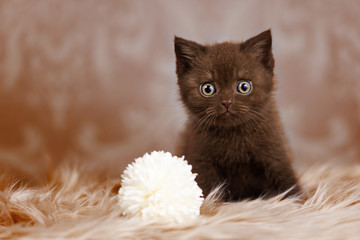 Süßer Babykater in chocolate