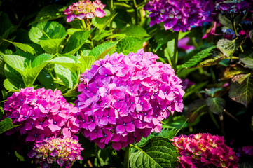 Basel, Hortensie, Bauernhortensie, Gartenhortensie, rosa, Garten, Blumen, Sommer, Schweiz