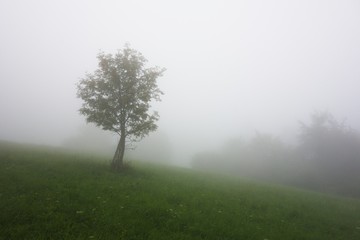 Obraz na płótnie Canvas Tree in dense morning fog. Late summer landscape photo.