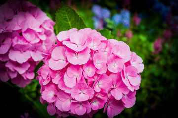 Basel, Hortensie, Bauernhortensie, Gartenhortensie, Pink, Garten, Blumen, Sommer, Schweiz