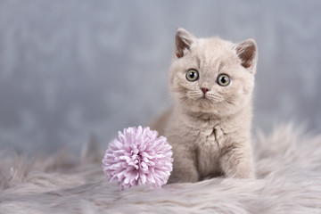 Bildschönes und verschmustes Katzenbaby _ BKH Kitten