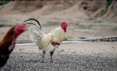 Male hens cock are white and their heads are red. Rooster, Chicken