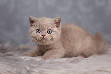 Bildschönes und verschmustes Katzenbaby _ BKH Kitten