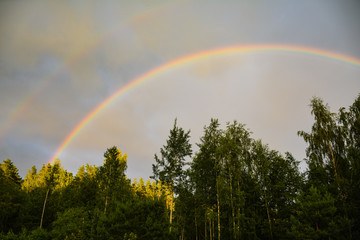 Rainbow rose above the green forest