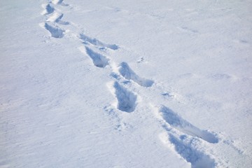 Path of footprints in snow.