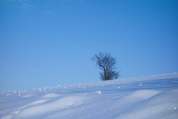 Single tree in snow covered field. Winter snowy landscape. Sunny day, clear blue sky. Simple composition.