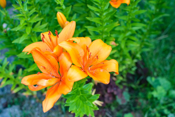 Fototapeta premium Orange lilies opened their petals