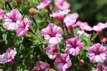 Obraz premium sommerblume pink