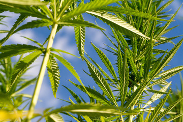 canabis on marijuana field ganja farm sativa leaf weed medical hemp hash plantation cannabis legal or illegal drug