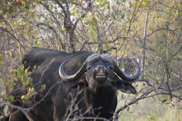 Büffel in Südafrika