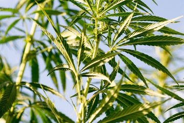 canabis on marijuana field ganja farm sativa leaf weed medical hemp hash plantation cannabis legal or illegal drug