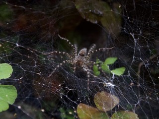 spider in web