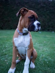 boxer puppy