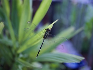 dragonfly