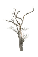 Dead tree in the white background