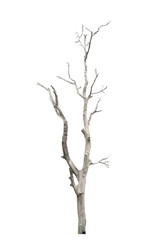Dead tree in the white background