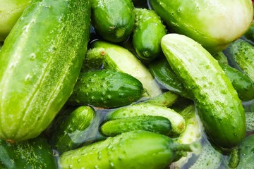 Heap of big fresh green cucumbers in water.