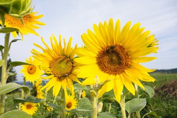 Field of big sunflowers in Beskydy, Czech republic.