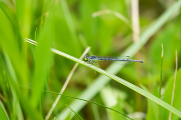 Eastern Forktail on Leaf in Summer