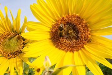 Bee on sunflower. Closeup photo.