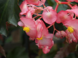 pink flower