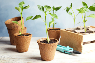 Vegetable seedlings in peat pots on wooden table against blue background