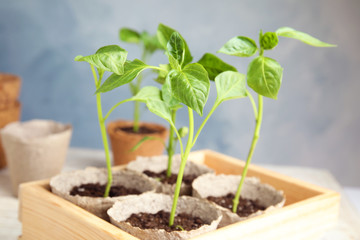 Peat pots with vegetable seedlings in wooden crate against blue background