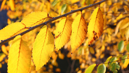 Close up of yellow orange red autumn leaves on green grass.