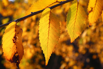 Close up of yellow orange red autumn leaves on green grass.