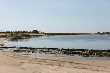 empty sea beach with sand and dry tree trunks washed to the shore in summer. Sea of Azov