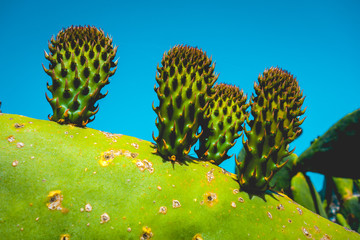green cactus on plane blue backgroundgreen cactus on plane blue background