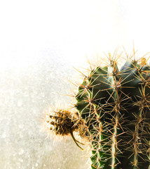 Cactus - the most famous succulent houseplant close-up