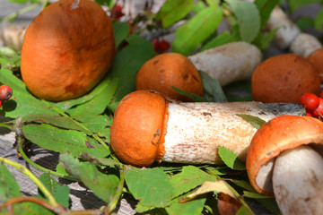 redhead mushrooms laid out on a wooden background.
