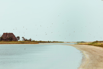 Flock of seagulls flying on clear sky in the sea