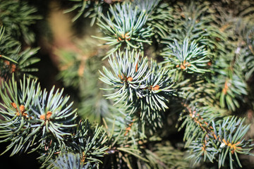 spruce needles dedicated to the sun in the forest