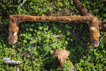Old brown rice after winter on a spring meadow.