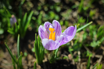 the first days of spring, the first flowers bloomed in a meadow in the park