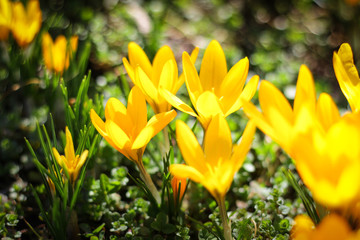 the first spring flowers in the meadow are yellow