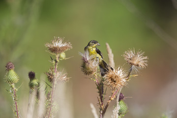 Lesser goldfinch foraging in a field of flowers on a hot summer day in Santa Cruz California.