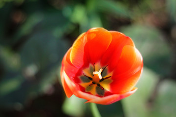 flowers in the field red yellow orange backlit by the sun from insects flying nearby